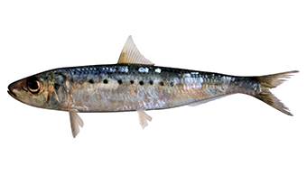 沙丁魚